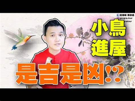 自來鳥麻雀|【自來麻雀】自來麻雀飛進屋，預示著什麼吉凶禍福？